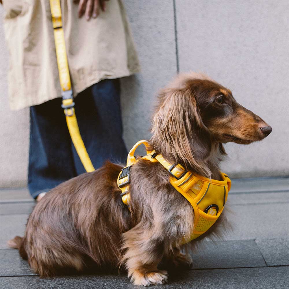 Reflective Adjustable Outdoor Dog Harness - Flexi Walker