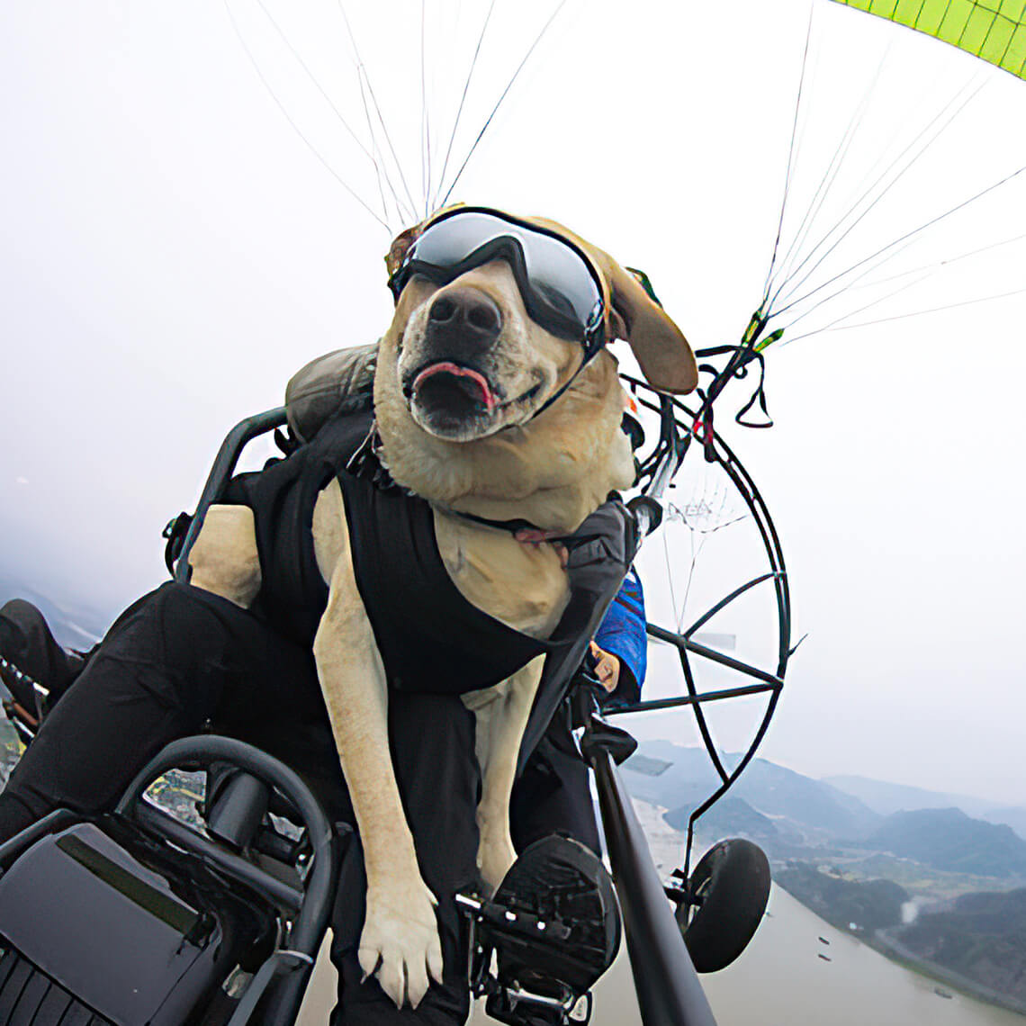Goggles For Big Cool Dog